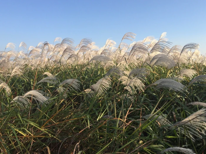Miscanthus sacchariflorus image