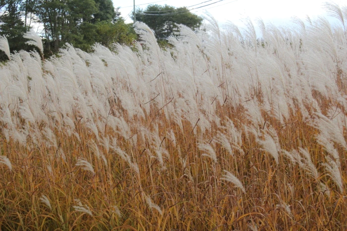 Miscanthus sinensis image