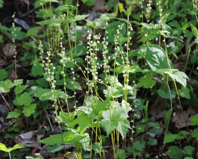 Mitella diphylla image