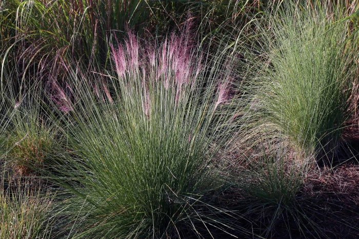 Molinia caerulea image