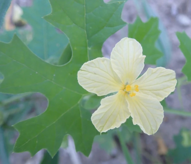Momordica balsamina image