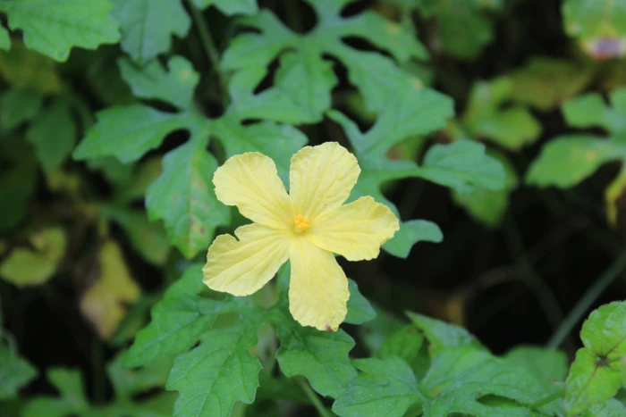 Momordica charantia image