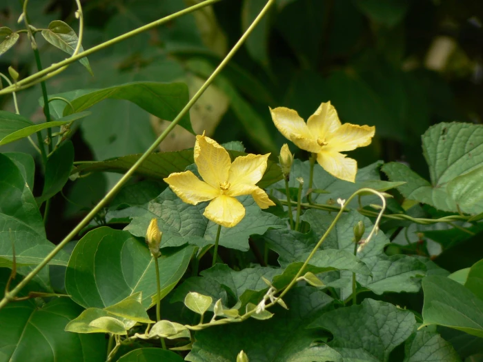 Momordica dioica image