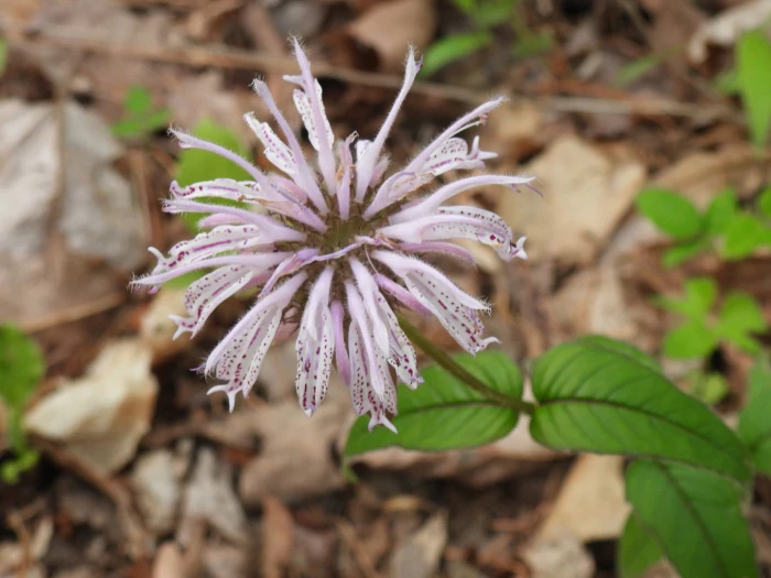 Monarda bradburiana image