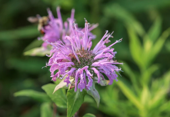 Monarda fistulosa image