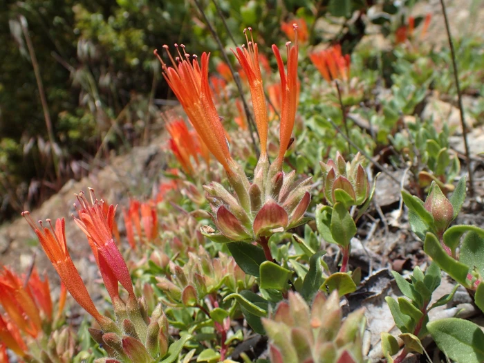 Monardella macrantha image