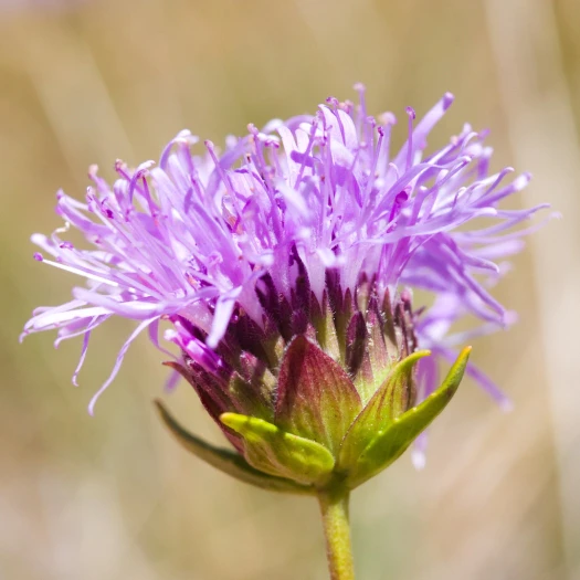 Monardella purpurea image