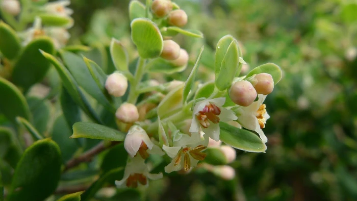 Monotoca elliptica image