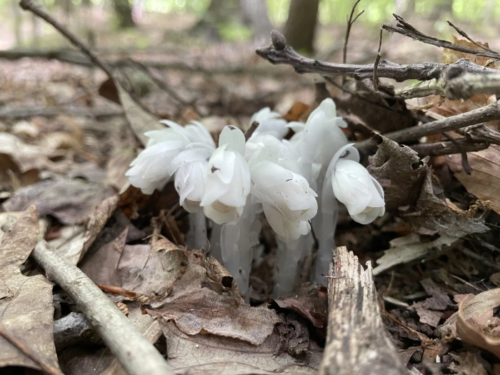 Monotropa uniflora image