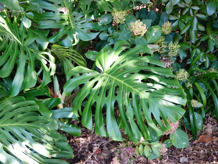 Monstera deliciosa image