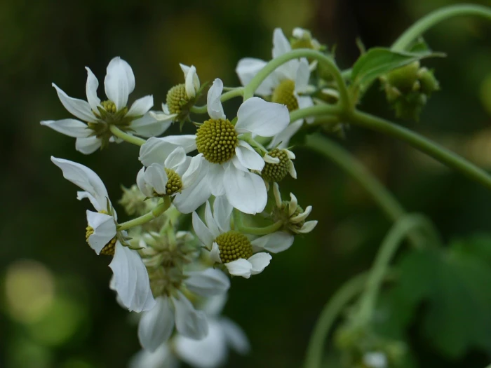 Montanoa grandiflora image