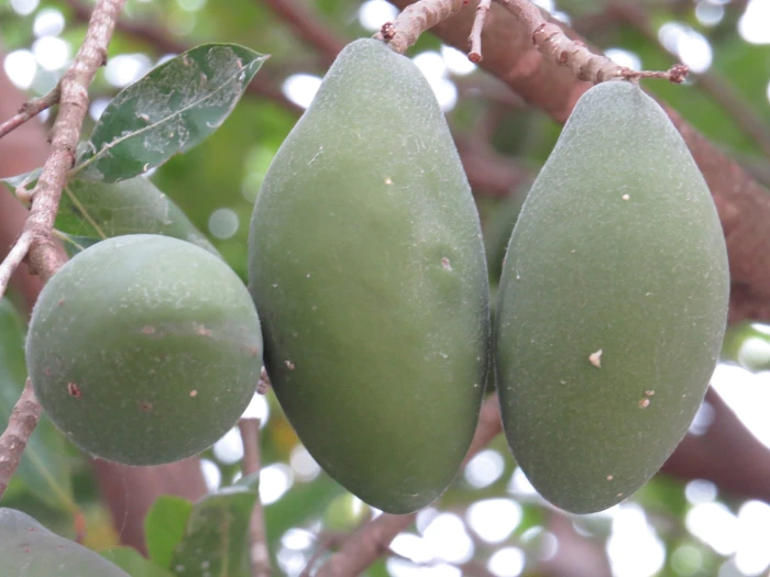 Moquilea tomentosa image