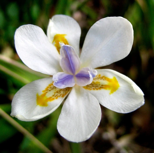 Moraea vegeta image