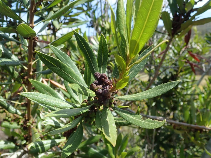 Morella californica image