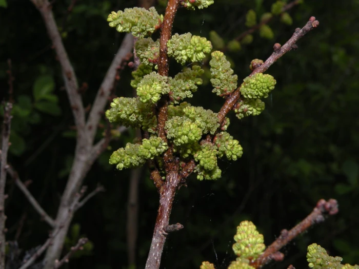 Morella caroliniensis image