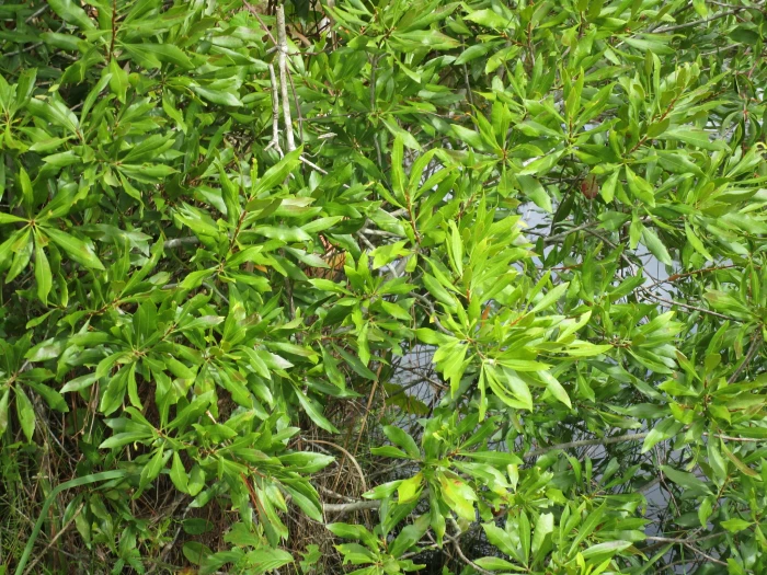 Morella cerifera image