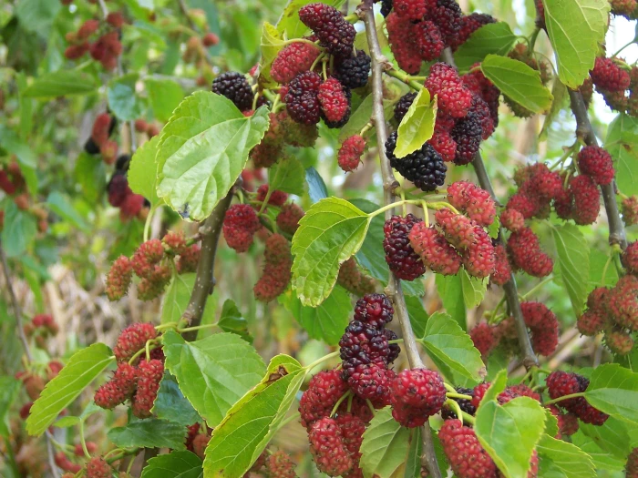 Morus alba image