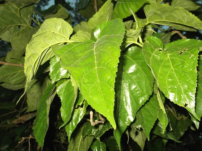 Morus australis image