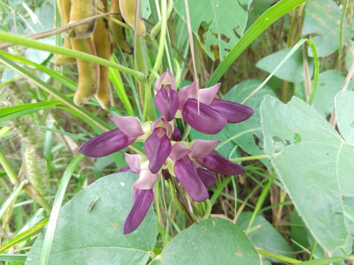 Mucuna pruriens image