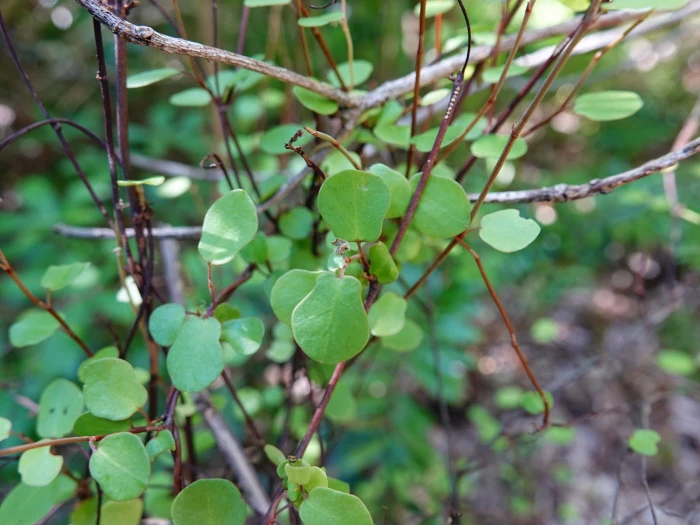 Muehlenbeckia complexa image
