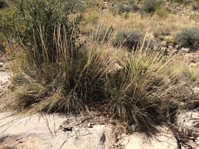 Muhlenbergia emersleyi image