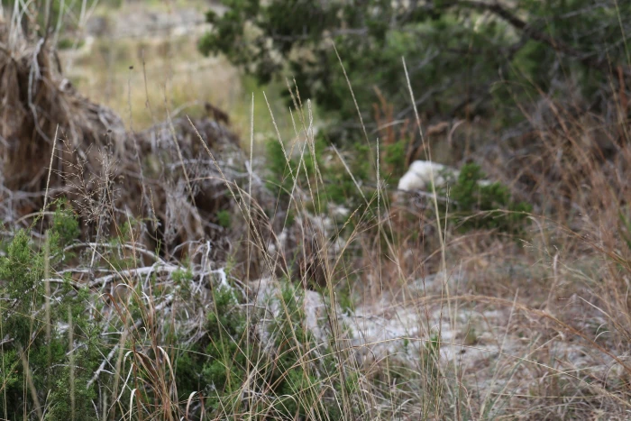 Muhlenbergia lindheimeri image