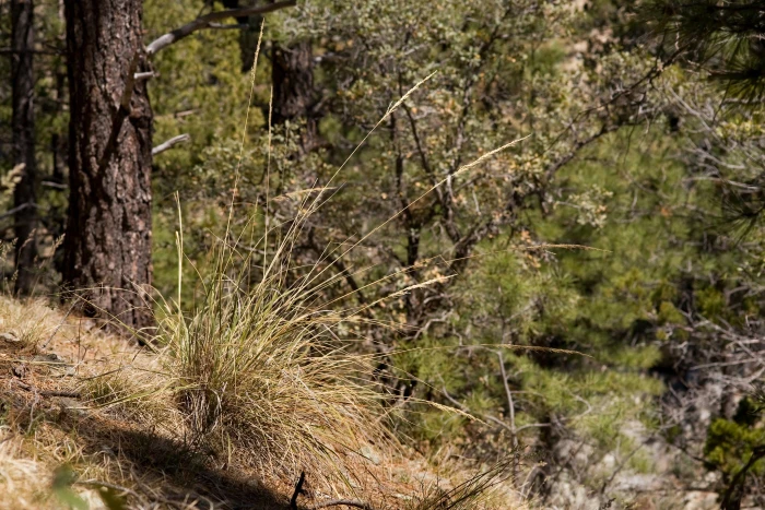 Muhlenbergia longiligula image