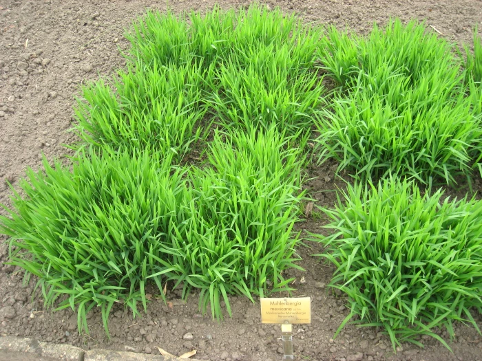 Muhlenbergia mexicana image
