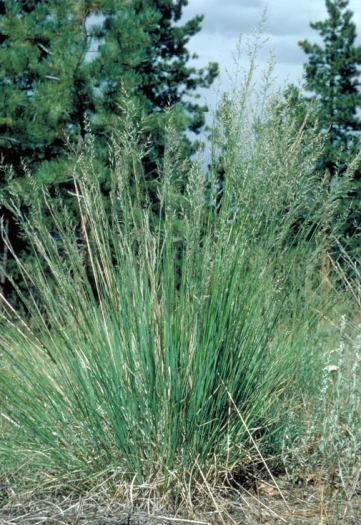 Muhlenbergia montana image