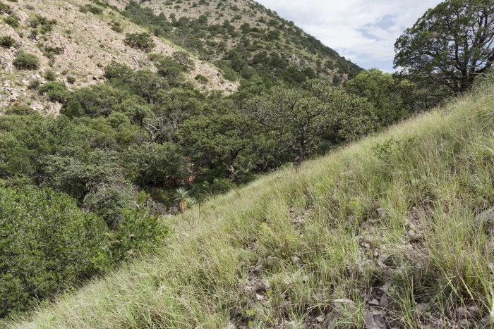 Muhlenbergia pauciflora image