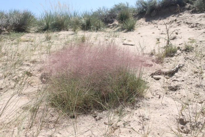 Muhlenbergia pungens image