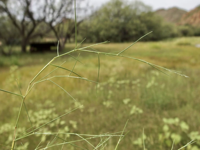 Muhlenbergia repens image
