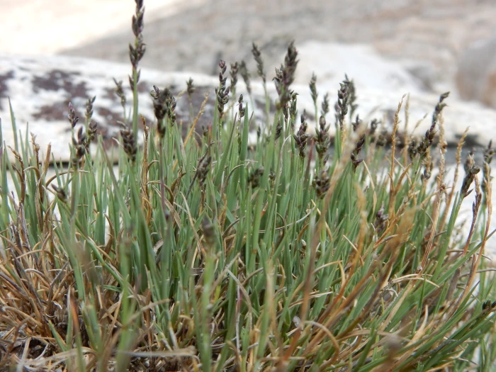 Muhlenbergia richardsonis image