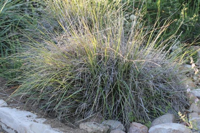 Muhlenbergia rigens image