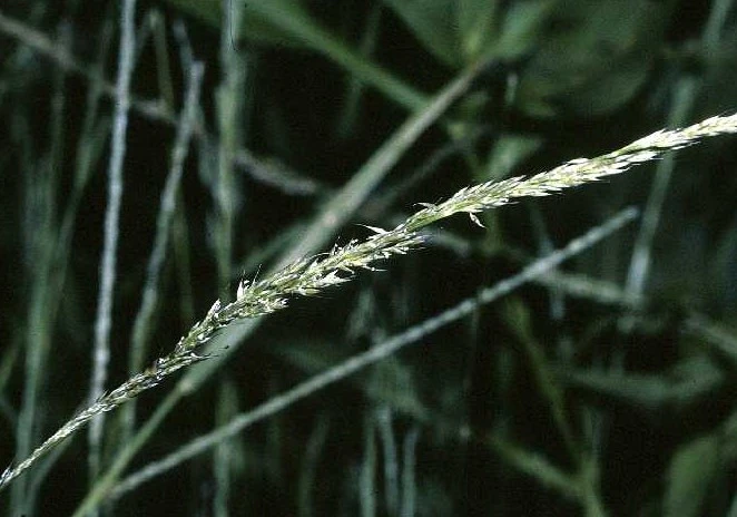 Muhlenbergia schreberi image