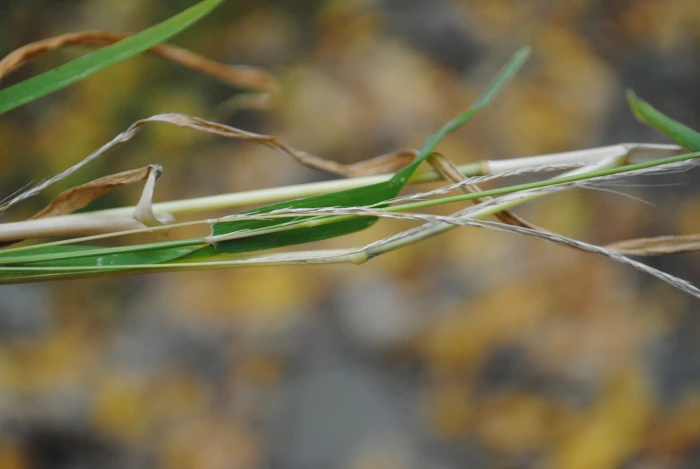 Muhlenbergia sylvatica image