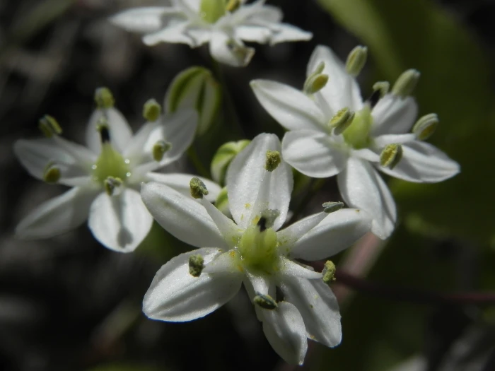 Muilla maritima image