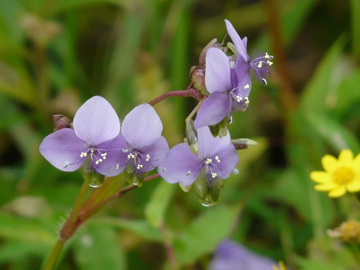 Murdannia simplex image