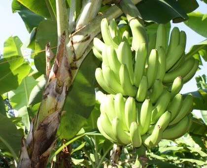 Musa acuminata image
