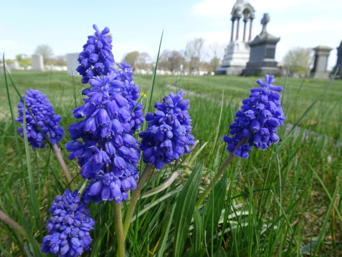 Muscari armeniacum image