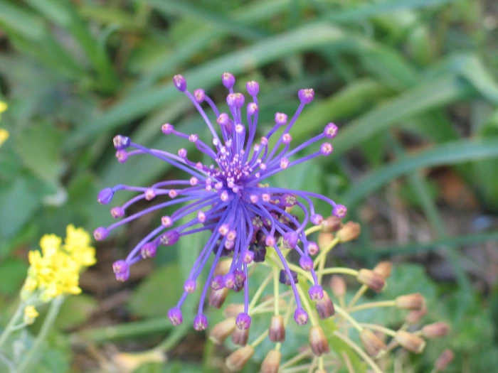Muscari comosum image