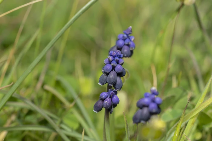 Muscari neglectum image