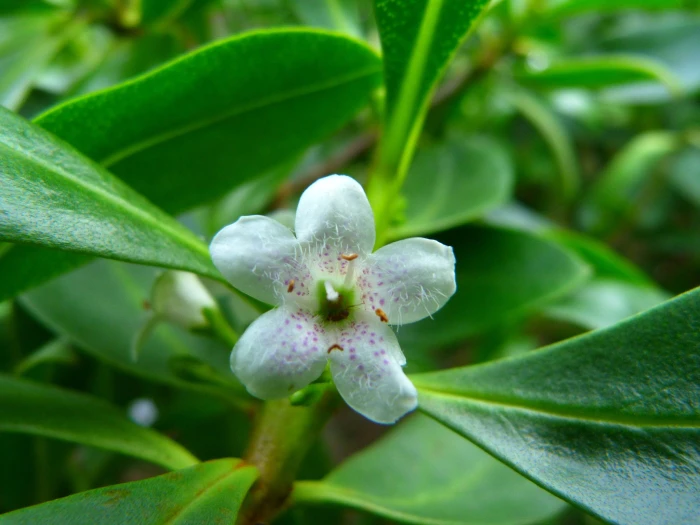 Myoporum laetum image