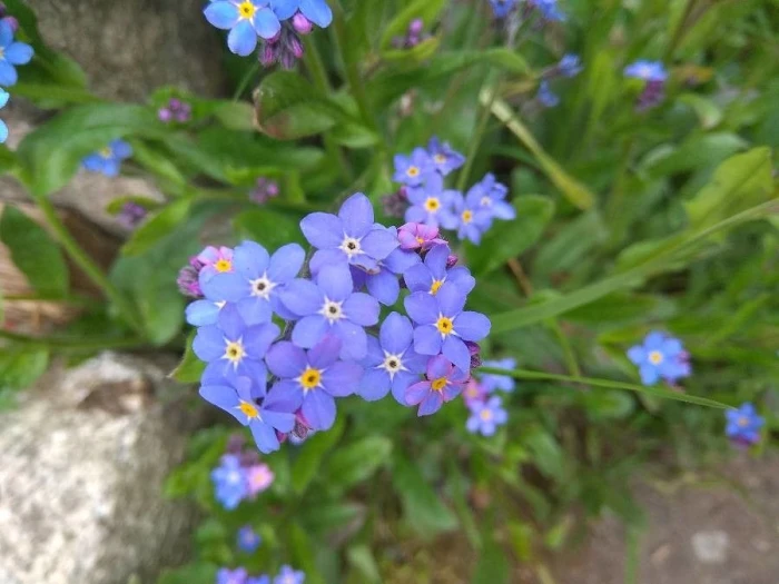 Myosotis alpestris image
