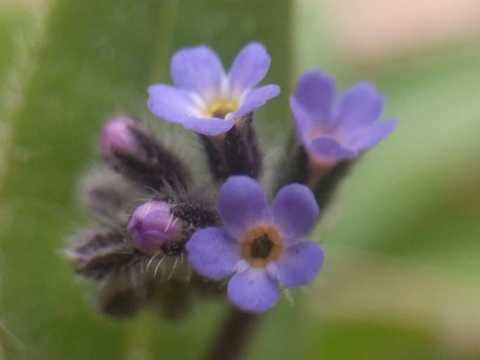 Myosotis ramosissima image