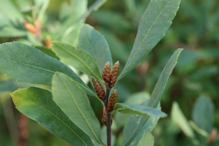 Myrica gale image
