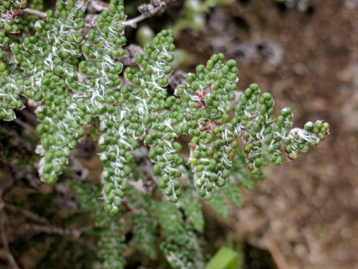 Myriopteris covillei image
