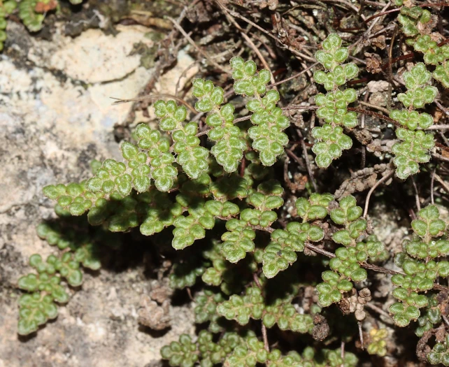 Myriopteris gracilis image