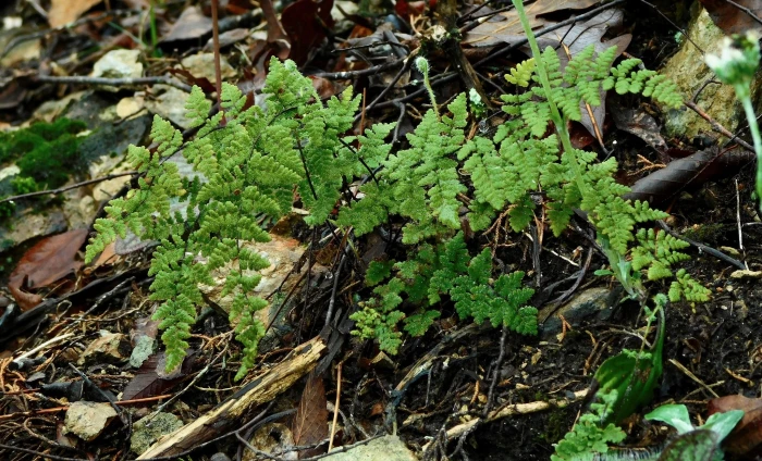 Myriopteris lanosa image