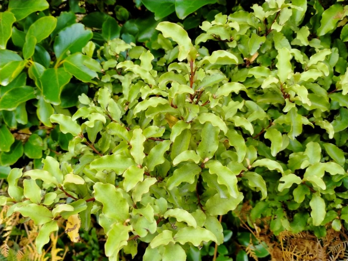 Myrsine australis image